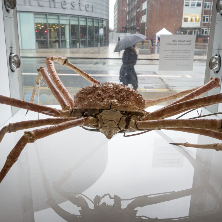 Manchester Museum (12240704155)