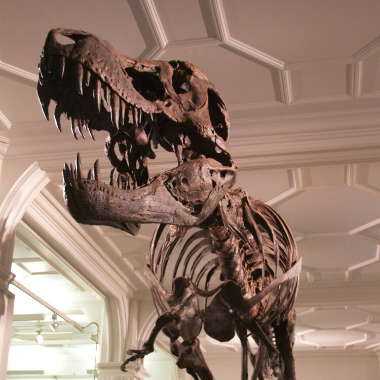 Manchester Museum 2015 033   Stan