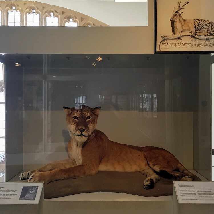 Manchester Museum 20180507 112152 (49363575652)